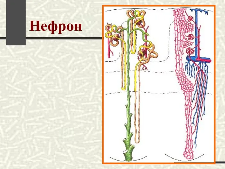 Нефрон