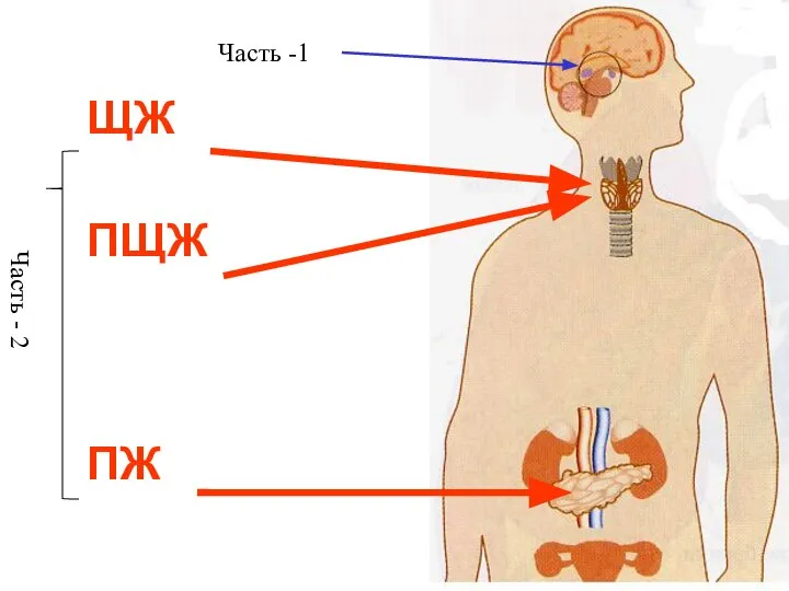 ЩЖ ПЩЖ ПЖ Часть -1 Часть - 2