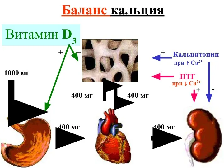 Баланс кальция 1000 мг 400 мг ПТГ Витамин D3 при ↓ Са2+