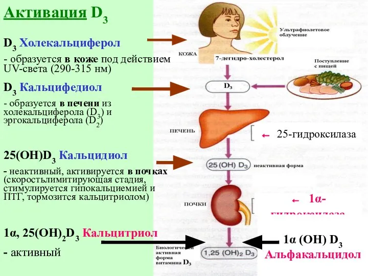 Активация D3 D3 Холекальциферол - образуется в коже под действием UV-света (290-315