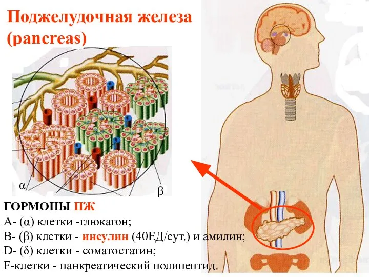 Поджелудочная железа (pancreas) ГОРМОНЫ ПЖ А- (α) клетки -глюкагон; В- (β) клетки