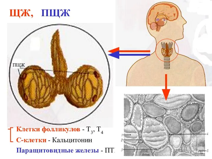 ЩЖ, ПЩЖ ПЩЖ Клетки фолликулов - Т3, Т4 С-клетки - Кальцитонин Паращитовидные железы - ПТГ