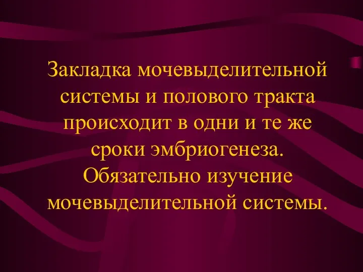 Закладка мочевыделительной системы и полового тракта происходит в одни и те же