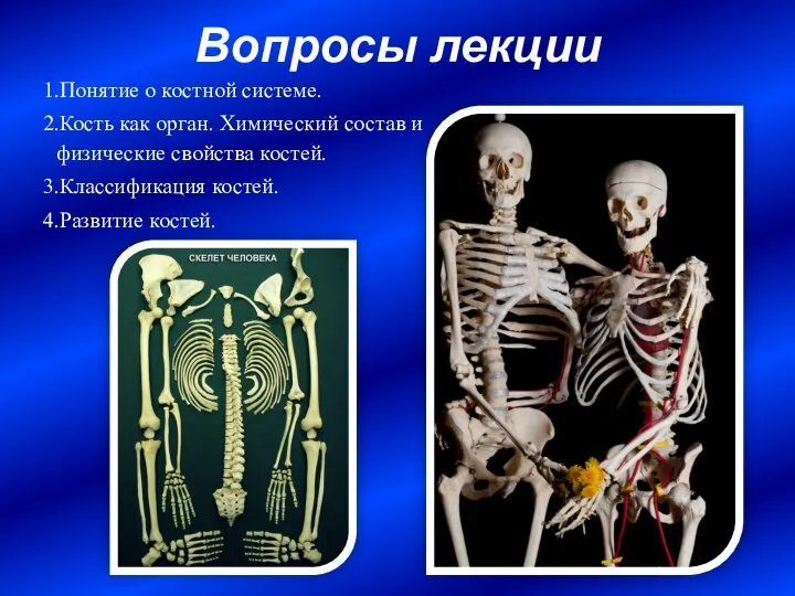 Вопросы лекции Понятие о костной системе. Кость как орган. Химический состав и