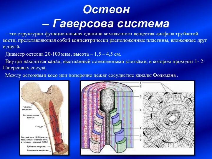 Остеон – Гаверсова система – это структурно-функциональная единица компактного вещества диафиза трубчатой