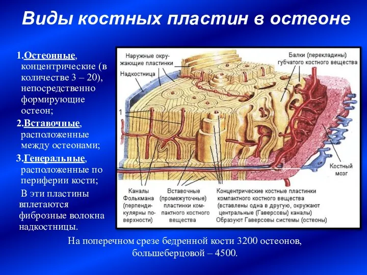 Виды костных пластин в остеоне Остеонные, концентрические (в количестве 3 – 20),