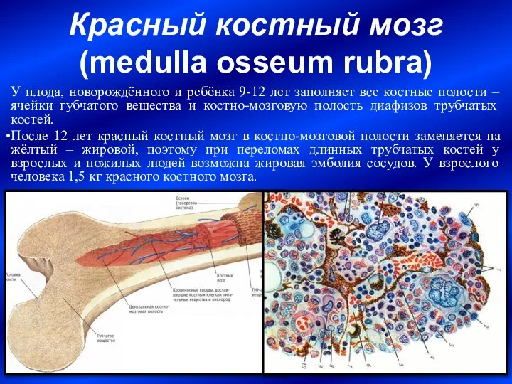 Красный костный мозг (medulla osseum rubrа) У плода, новорождённого и ребёнка 9-12