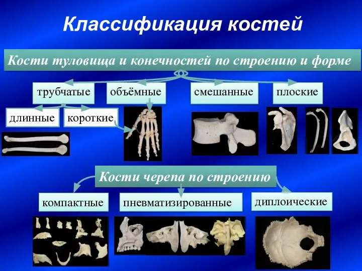 Классификация костей диплоические компактные Кости черепа по строению пневматизированные трубчатые Кости туловища