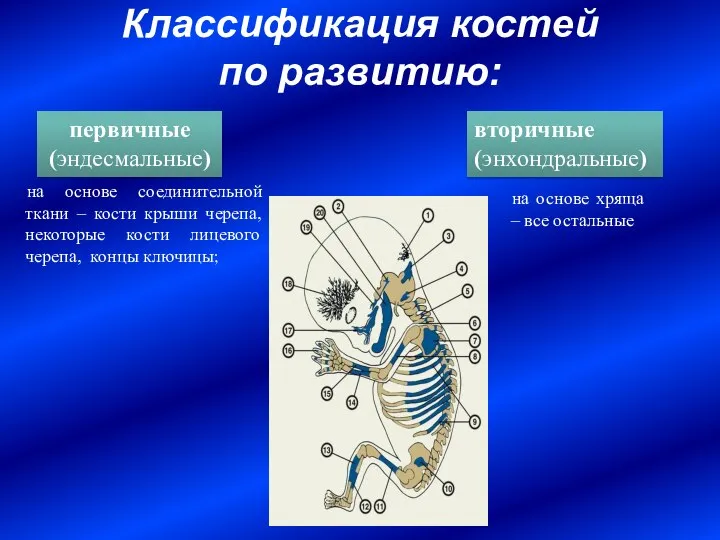 Классификация костей по развитию: первичные (эндесмальные) вторичные (энхондральные) на основе соединительной ткани