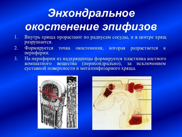 Энхондральное окостенение эпифизов Внутрь хряща прорастают по радиусам сосуды, и в центре