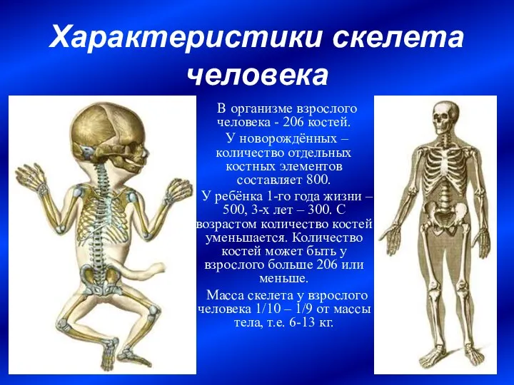 Характеристики скелета человека В организме взрослого человека - 206 костей. У новорождённых