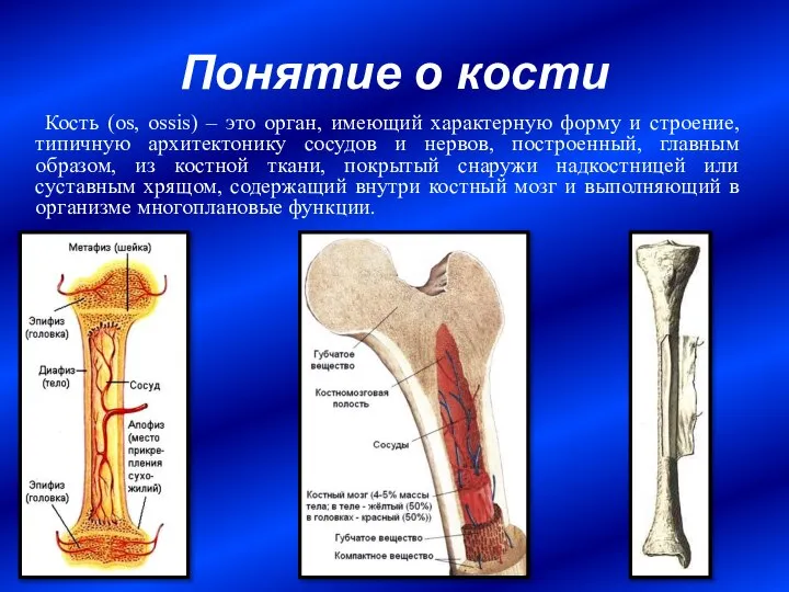 Понятие о кости Кость (os, ossis) – это орган, имеющий характерную форму
