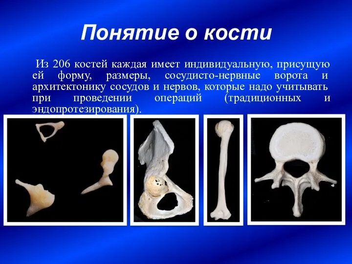 Понятие о кости Из 206 костей каждая имеет индивидуальную, присущую ей форму,