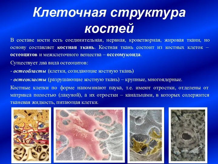 Клеточная структура костей В составе кости есть соединительная, нервная, кроветворная, жировая ткани,