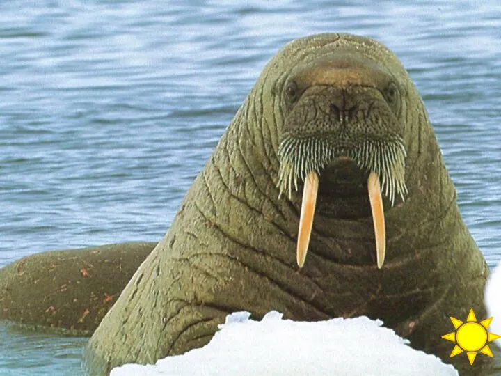 30 баллов Млекопитающее с длинными клыками, обитающее в арктических морях