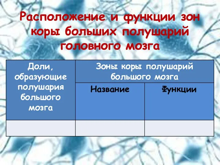 Расположение и функции зон коры больших полушарий головного мозга