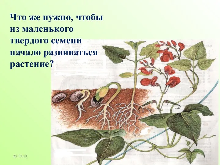 20. 03.13. Что же нужно, чтобы из маленького твердого семени начало развиваться растение?