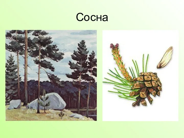 Сосна