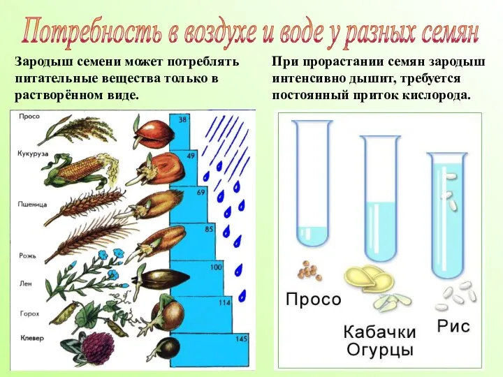 Потребность в воздухе и воде у разных семян Зародыш семени может потреблять