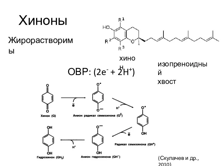 Хиноны ОВР: (2e- + 2H+) хинон изопреноидный хвост Жирорастворимы (Скулачев и др., 2010)