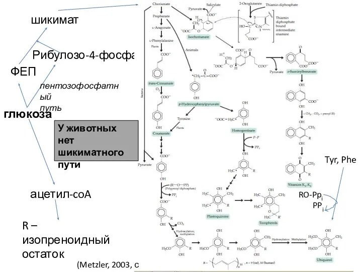 Рибулозо-4-фосфат ФЕП шикимат глюкоза пентозофосфатный путь R – изопреноидный остаток ацетил-coA У