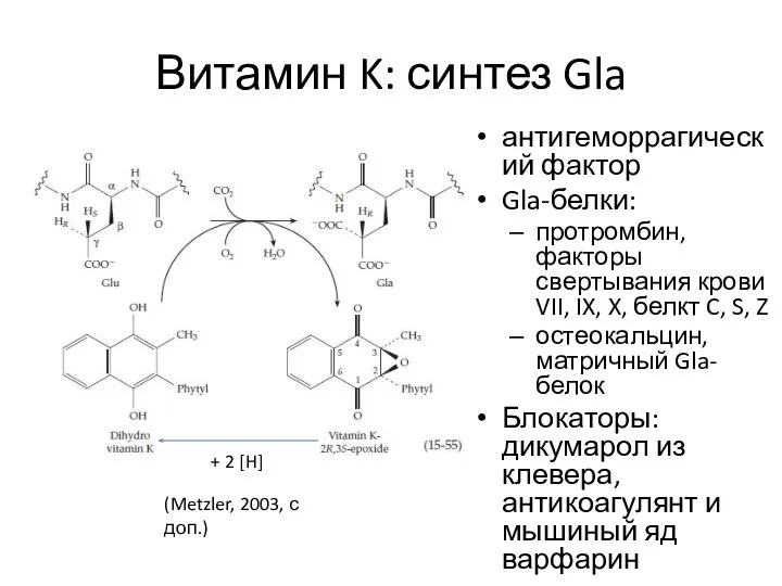 Витамин K: синтез Gla антигеморрагический фактор Gla-белки: протромбин, факторы свертывания крови VII,
