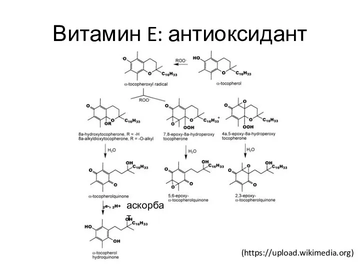 Витамин E: антиоксидант аскорбат (https://upload.wikimedia.org)