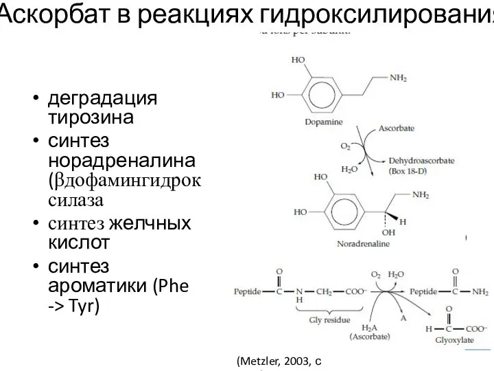 Аскорбат в реакциях гидроксилирования деградация тирозина синтез норадреналина (βдофамингидроксилаза синтез желчных кислот