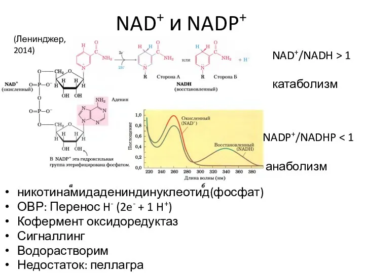 NAD+ и NADP+ никотинамидадениндинуклеотид(фосфат) ОВР: Перенос H- (2e- + 1 H+) Кофермент