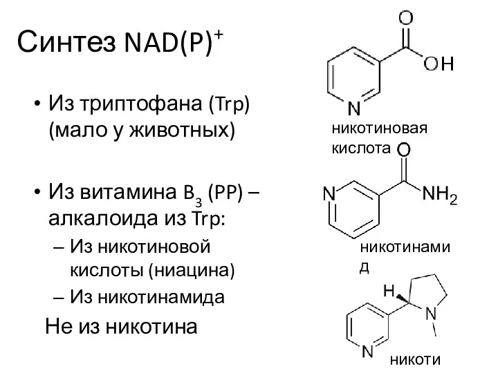 Синтез NAD(P)+ Из триптофана (Trp) (мало у животных) Из витамина B3 (PP)