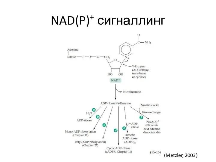 NAD(P)+ сигналлинг (Metzler, 2003)