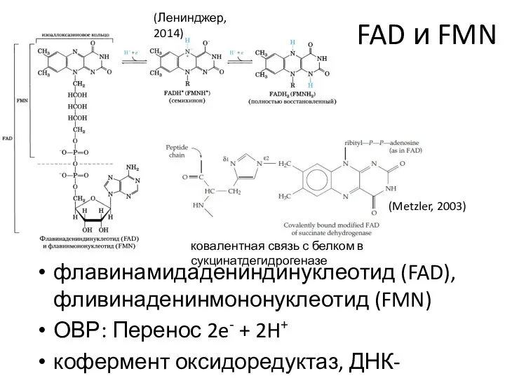 FAD и FMN флавинамидадениндинуклеотид (FAD), фливинаденинмононуклеотид (FMN) ОВР: Перенос 2e- + 2H+