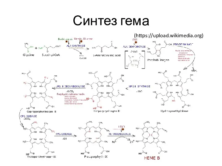 Синтез гема (https://upload.wikimedia.org)