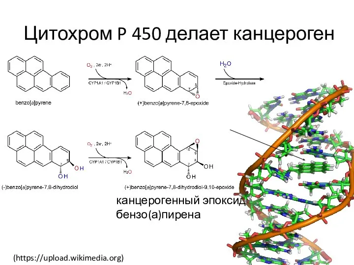 Цитохром P 450 делает канцероген канцерогенный эпоксид бензо(а)пирена (https://upload.wikimedia.org)