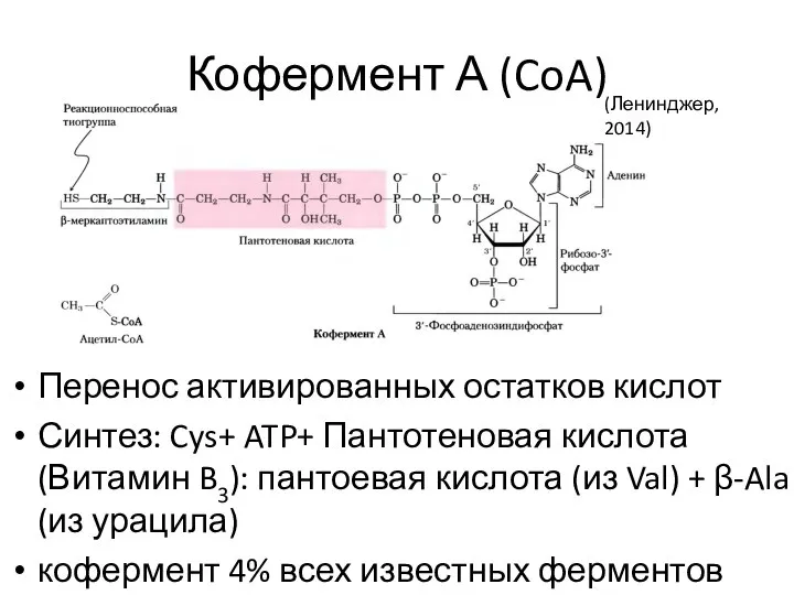 Кофермент А (CoA) Перенос активированных остатков кислот Синтез: Cys+ ATP+ Пантотеновая кислота