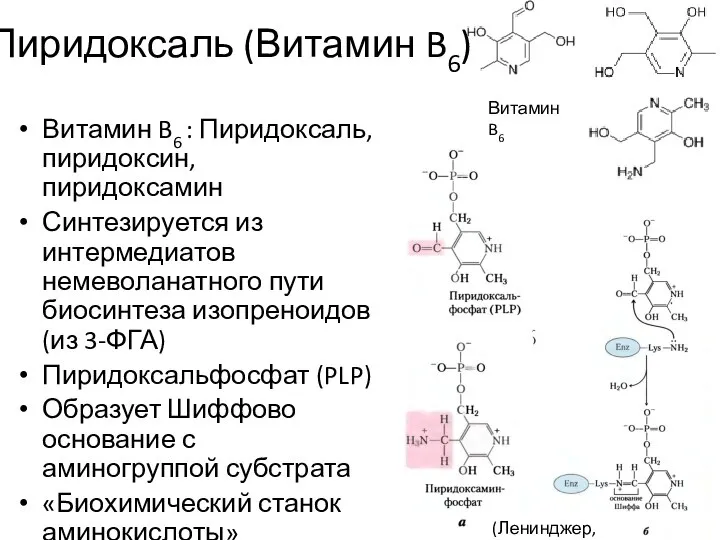 Пиридоксаль (Витамин B6) Витамин B6 : Пиридоксаль, пиридоксин, пиридоксамин Синтезируется из интермедиатов
