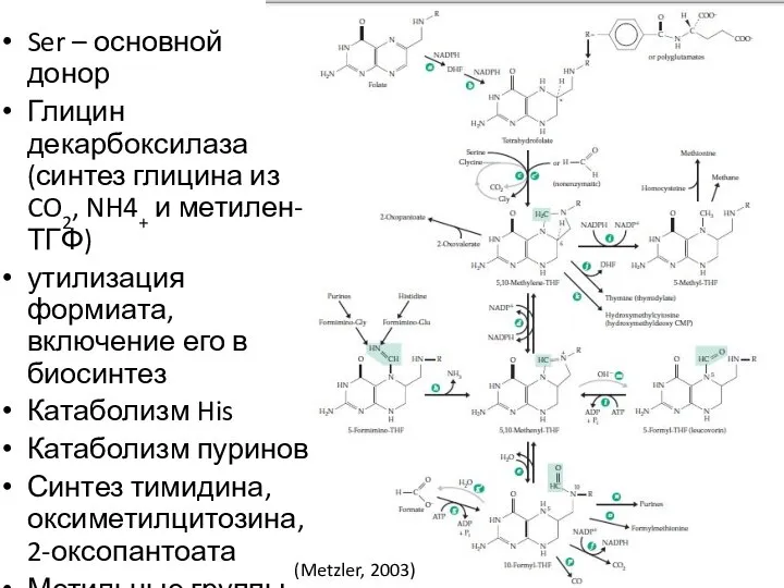 (Metzler, 2003) Ser – основной донор Глицин декарбоксилаза (синтез глицина из CO2,