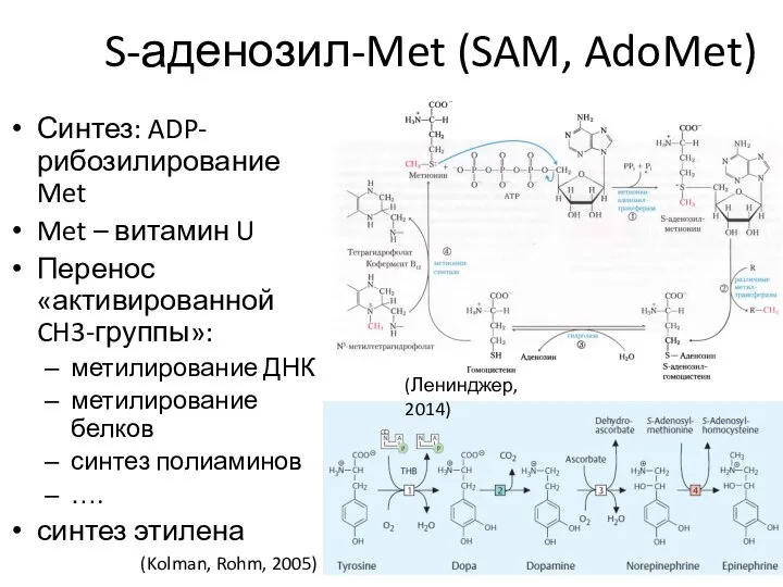 S-аденозил-Met (SAM, AdoMet) Синтез: ADP-рибозилирование Met Met – витамин U Перенос «активированной
