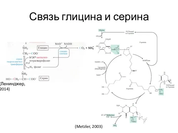 Связь глицина и серина (Ленинджер, 2014) (Metzler, 2003)