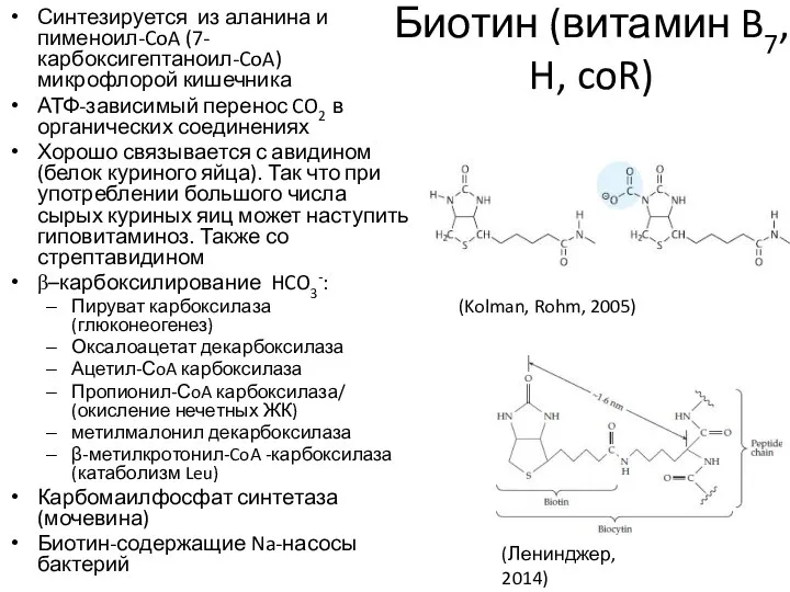 Биотин (витамин B7, H, coR) Синтезируется из аланина и пименоил-CoA (7-карбоксигептаноил-CoA) микрофлорой