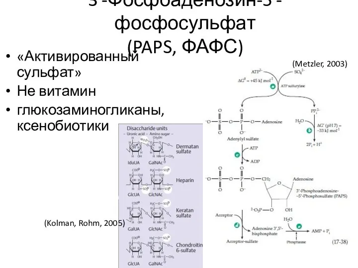 3′-Фосфоаденозин-5′-фосфосульфат (PAPS, ФАФС) «Активированный сульфат» Не витамин глюкозаминогликаны, ксенобиотики (Kolman, Rohm, 2005) (Metzler, 2003)