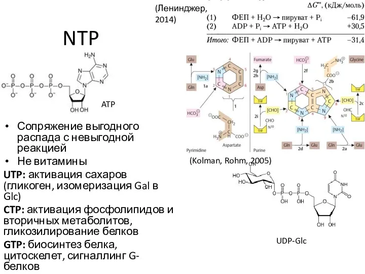 NTP Сопряжение выгодного распада с невыгодной реакцией Не витамины UTP: активация сахаров