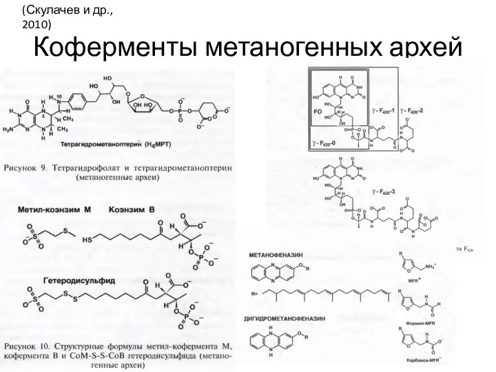 Коферменты метаногенных архей (Скулачев и др., 2010)
