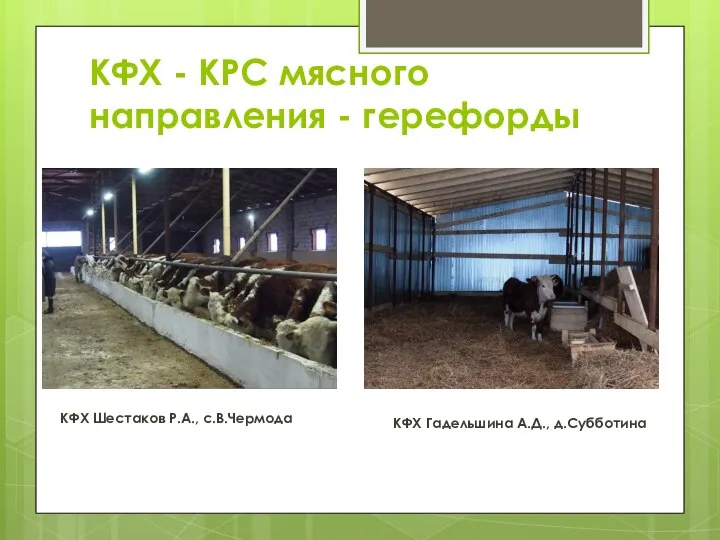 КФХ - КРС мясного направления - герефорды КФХ Шестаков Р.А., с.В.Чермода КФХ Гадельшина А.Д., д.Субботина