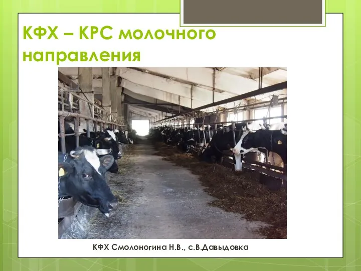 КФХ – КРС молочного направления КФХ Смолоногина Н.В., с.В.Давыдовка