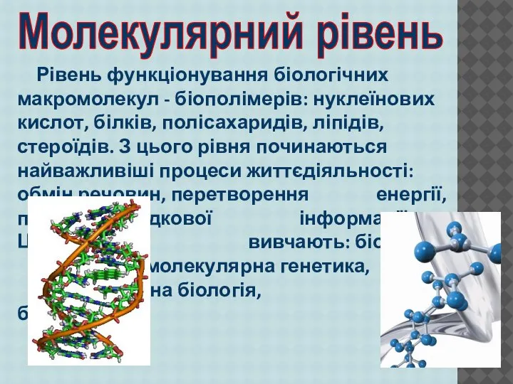Рівень функціонування біологічних макромолекул - біополімерів: нуклеїнових кислот, білків, полісахаридів, ліпідів, стероїдів.