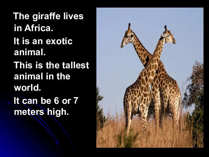 The giraffe lives in Africa. It is an exotic animal. This is