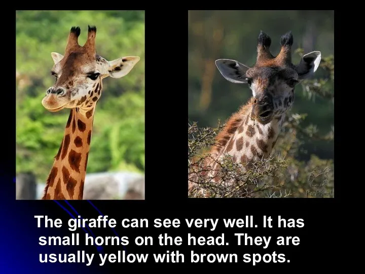 The giraffe can see very well. It has small horns on the