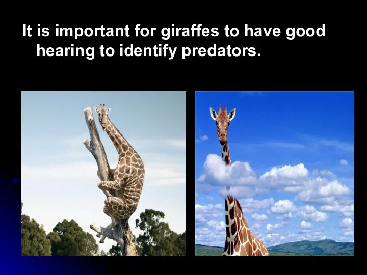 It is important for giraffes to have good hearing to identify predators.