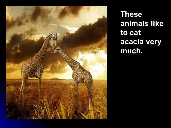 These animals like to eat acacia very much.
